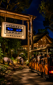 night safari